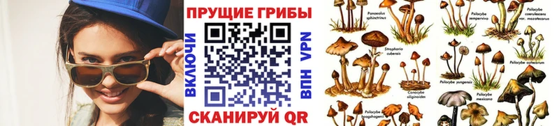 Галлюциногенные грибы Psilocybe  Лосино-Петровский 
